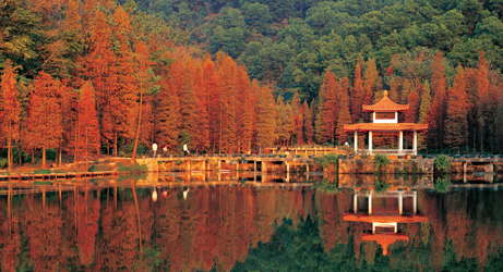 Shenzhen Fairy Lake Botanical Garden